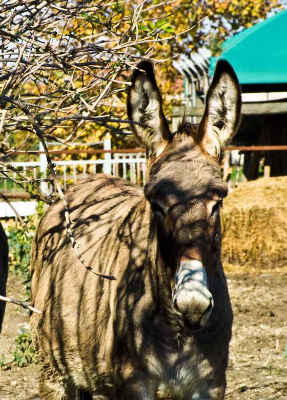 News - Agriturismo e Alloggi e Camere Venezia | La Chioccia | Fattoria Didattica