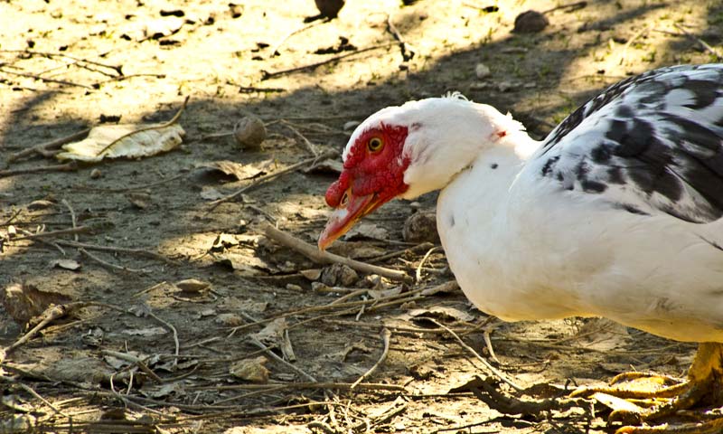 Offerta - Agriturismo e Alloggi e Camere Venezia | La Chioccia | Fattoria Didattica